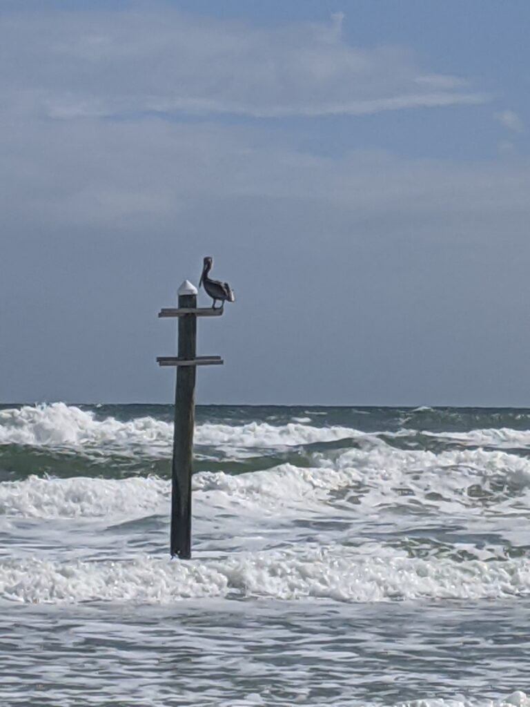 Daytona Beach FL Taken by Sandra W