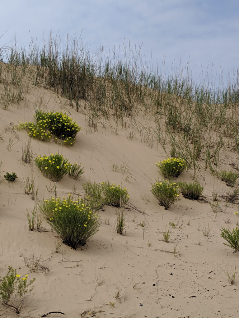 Monahans Sandhills Park Monahans TX Taken by Sandra W