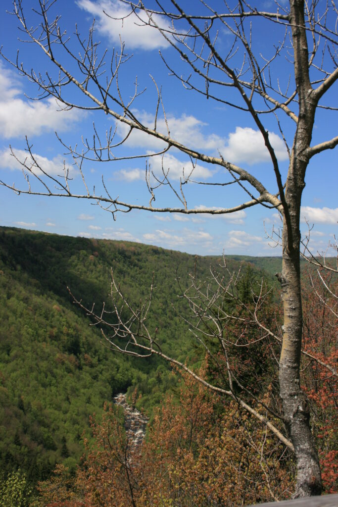 Blackwater Falls State Park WV Taken by Cheryl B