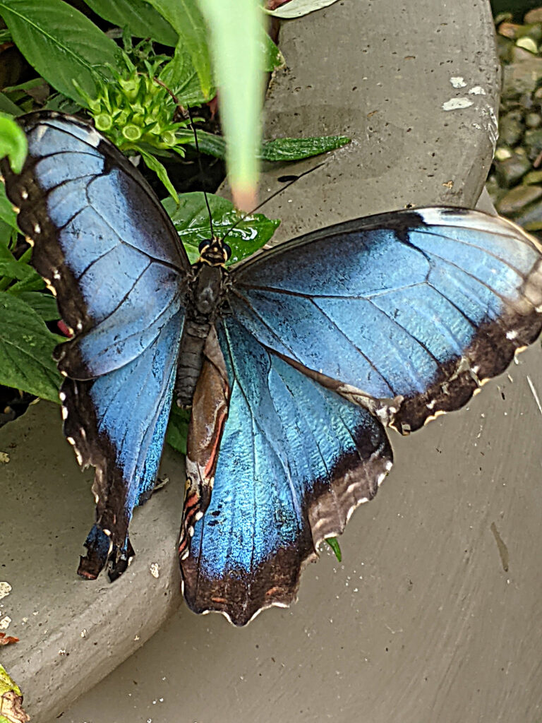 Butterfly at North Carolina Zoo Taken by Sandra W