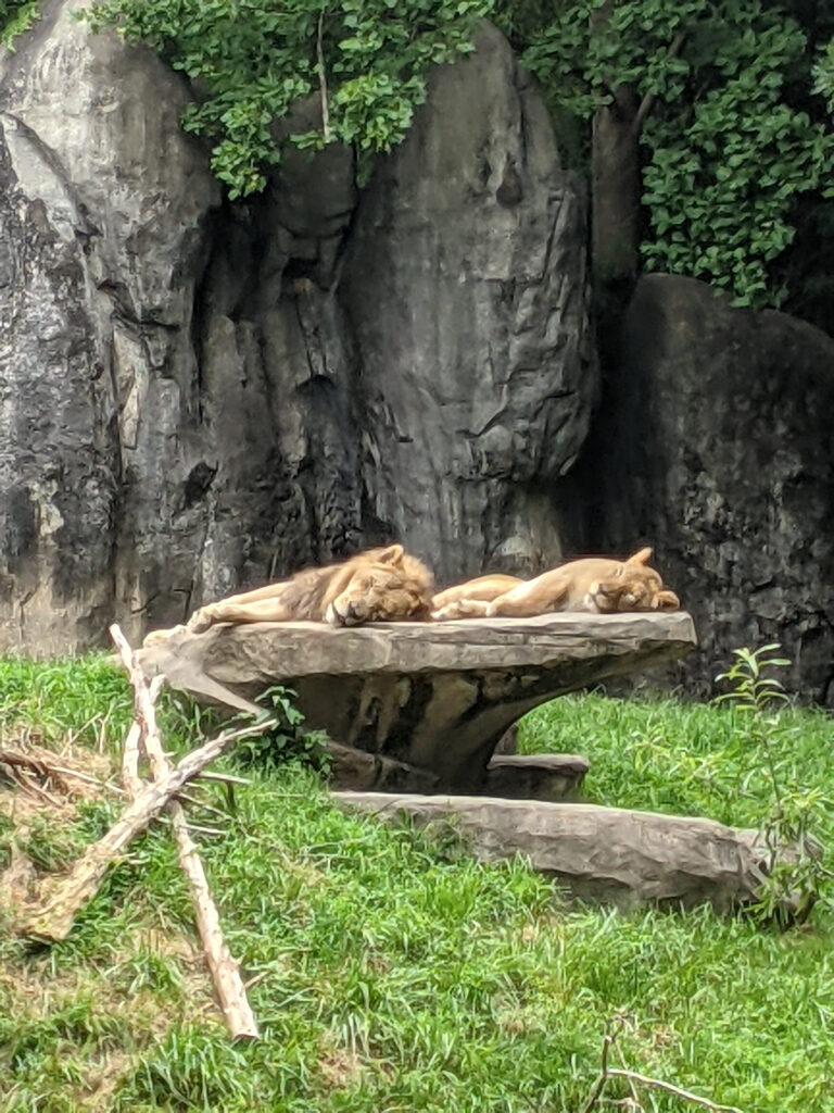 Sleeping Lions North Carolina Zoo Taken by Sandra W